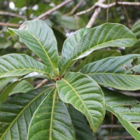 Barringtonia racemosa (L.) Spreng.